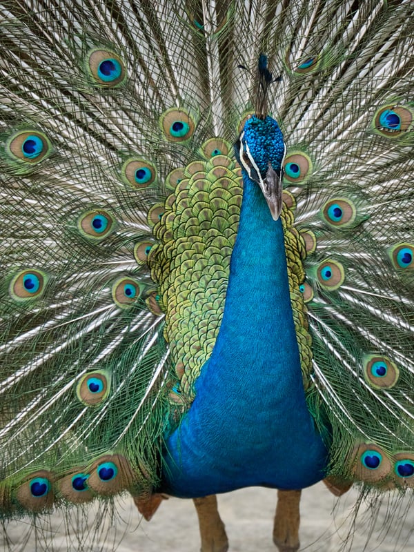 Bird Park, Kuala Lumpur, Malaysia