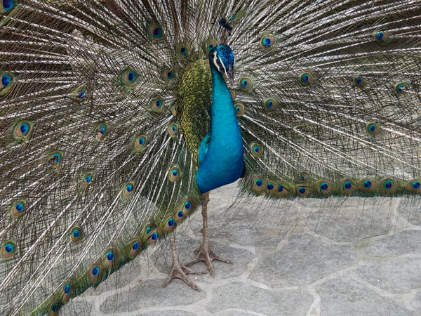 Bird Park, Kuala Lumpur, Malaysia