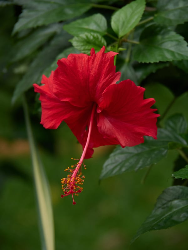 Orchid Park, Kuala Lumpur, Malaysia