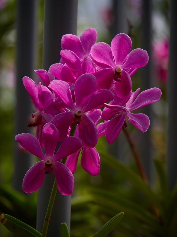 Orchid Park, Kuala Lumpur, Malaysia