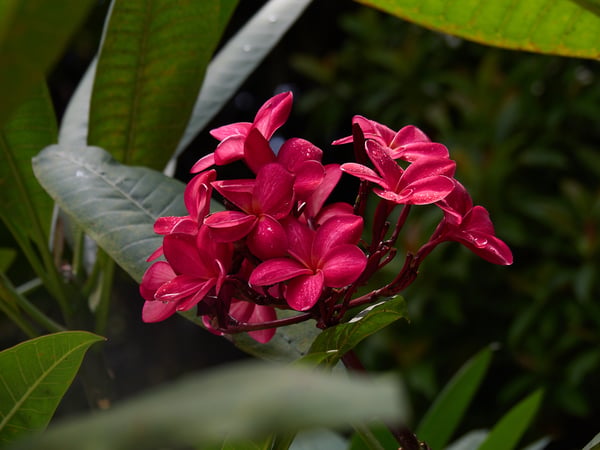 Orchid Park, Kuala Lumpur, Malaysia