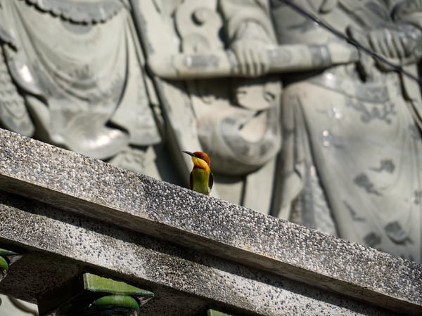 Chestnut-headed bee-eater perched on temple grounds, Kek Lok Si Temple, Penang, Malaysia