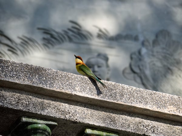 Chestnut-headed bee-eater perched on temple grounds, Kek Lok Si Temple, Penang, Malaysia