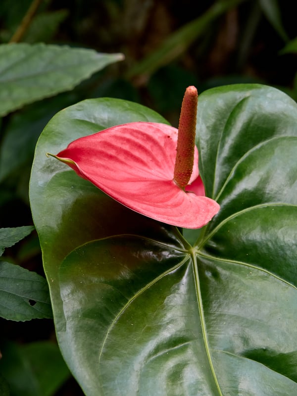 Anthurium andraeanum, The Habitat, Penang Hill, Penang, Malaysia