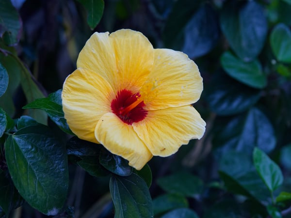 Exploring Hoi An, Vietnam