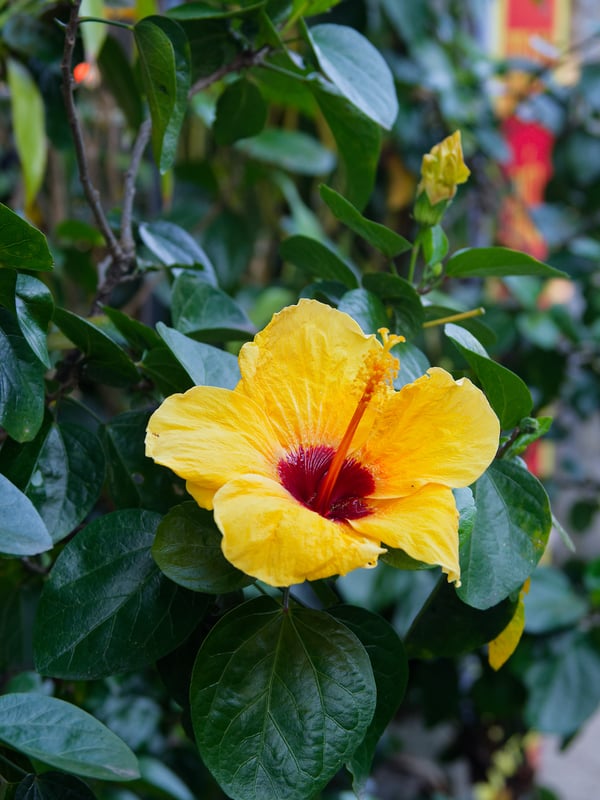 Exploring Hoi An, Vietnam