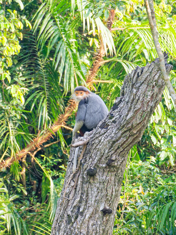 Red-shanked langur perched in a tree, Da Nang, Vietnam