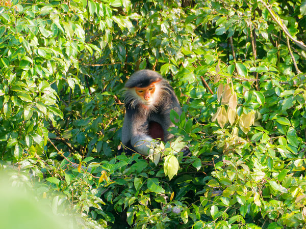Red-shanked langur perched in a tree, Da Nang, Vietnam