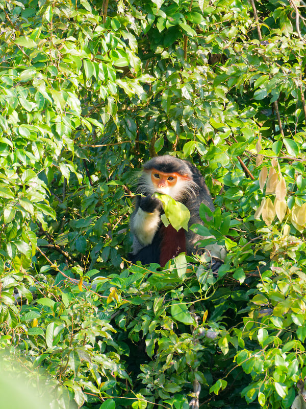 Red-shanked langur perched in a tree, Da Nang, Vietnam