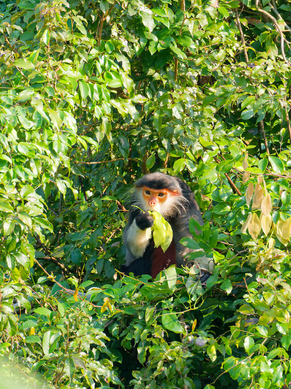Red-shanked langur perched in a tree, Da Nang, Vietnam