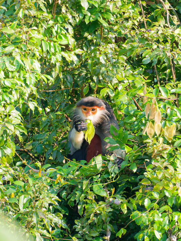 Red-shanked langur perched in a tree, Da Nang, Vietnam