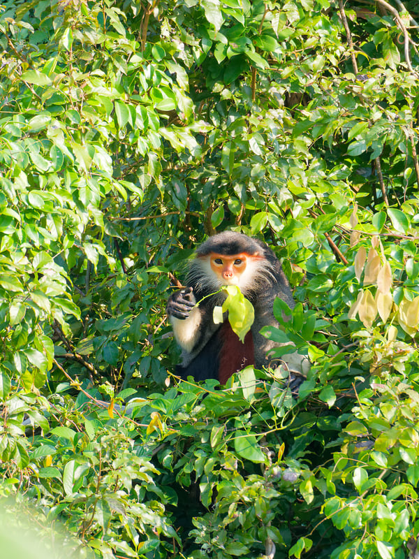 Red-shanked langur perched in a tree, Da Nang, Vietnam