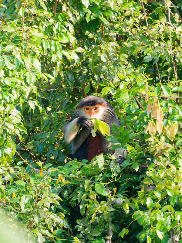 Red-shanked langur perched in a tree, Da Nang, Vietnam