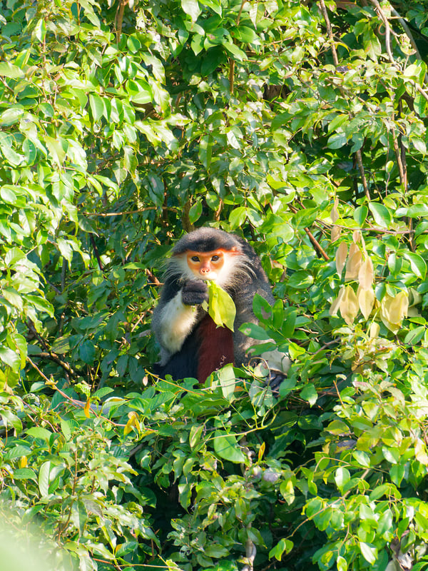 Red-shanked langur perched in a tree, Da Nang, Vietnam