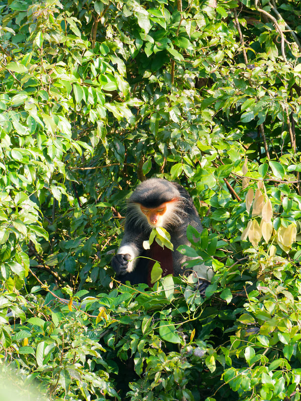 Red-shanked langur perched in a tree, Da Nang, Vietnam