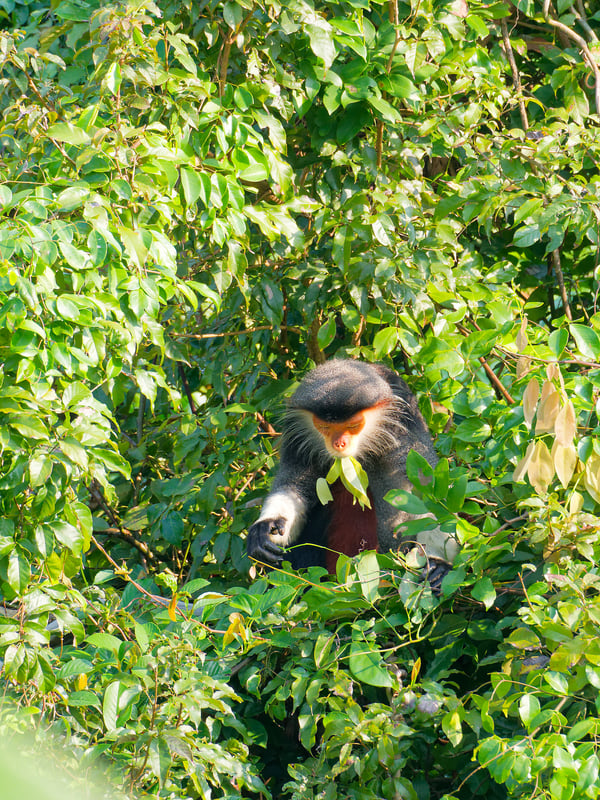 Red-shanked langur perched in a tree, Da Nang, Vietnam