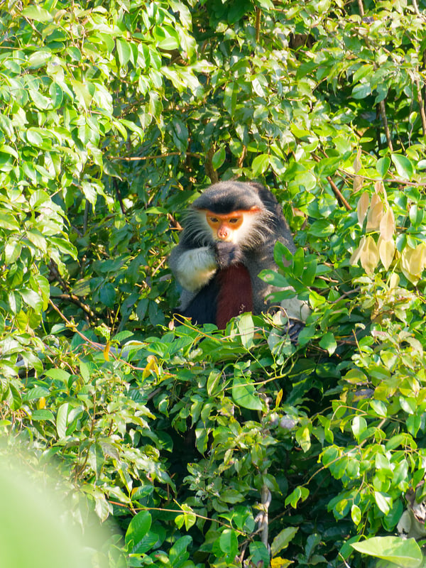 Red-shanked langur perched in a tree, Da Nang, Vietnam