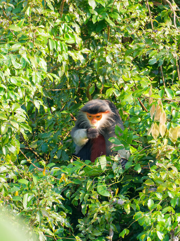 Red-shanked langur perched in a tree, Da Nang, Vietnam