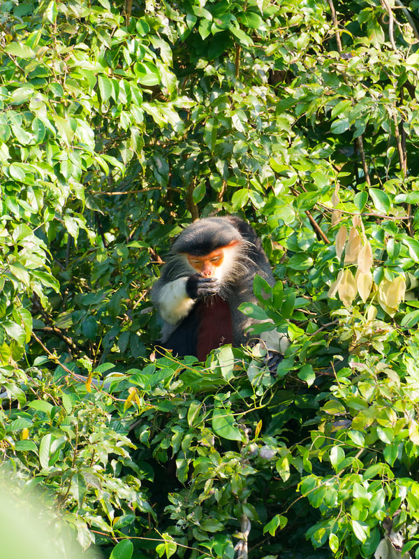 Red-shanked langur perched in a tree, Da Nang, Vietnam