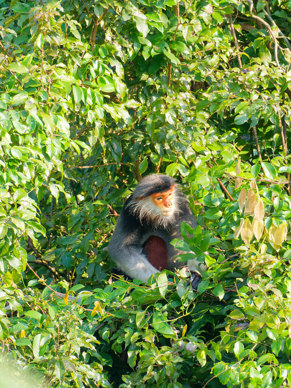 Red-shanked langur perched in a tree, Da Nang, Vietnam