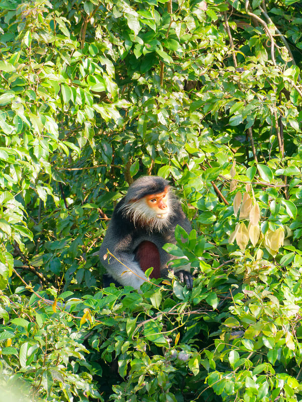 Red-shanked langur perched in a tree, Da Nang, Vietnam
