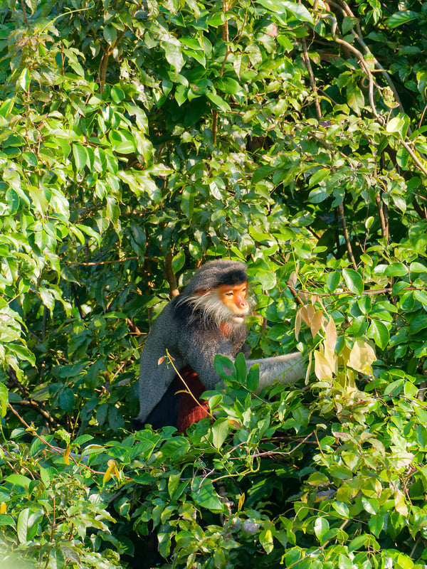 Red-shanked langur perched in a tree, Da Nang, Vietnam