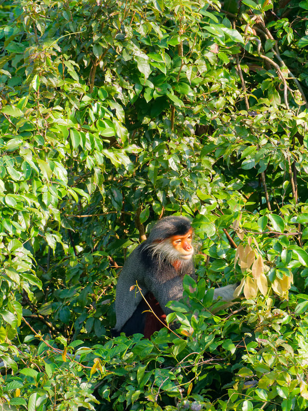 Red-shanked langur perched in a tree, Da Nang, Vietnam