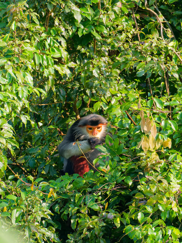 Red-shanked langur perched in a tree, Da Nang, Vietnam