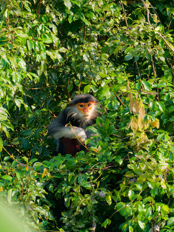 Red-shanked langur perched in a tree, Da Nang, Vietnam