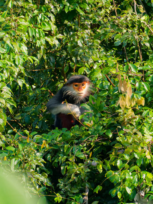 Red-shanked langur perched in a tree, Da Nang, Vietnam