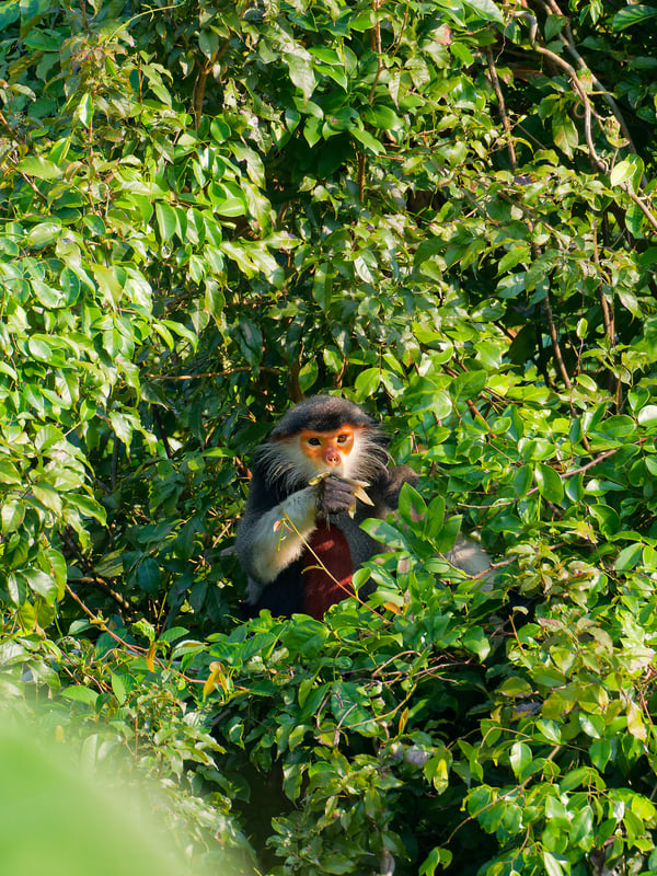Red-shanked langur perched in a tree, Da Nang, Vietnam