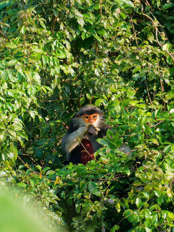 Red-shanked langur perched in a tree, Da Nang, Vietnam