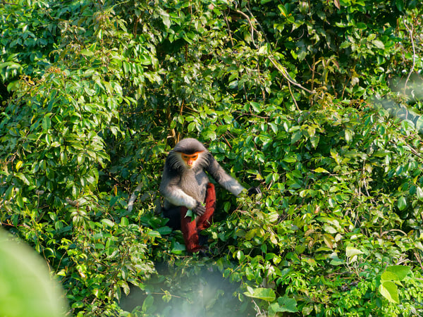 Red-shanked langur perched in a tree, Da Nang, Vietnam