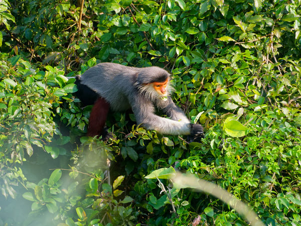 Red-shanked langur perched in a tree, Da Nang, Vietnam
