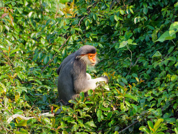 Red-shanked langur perched in a tree, Da Nang, Vietnam