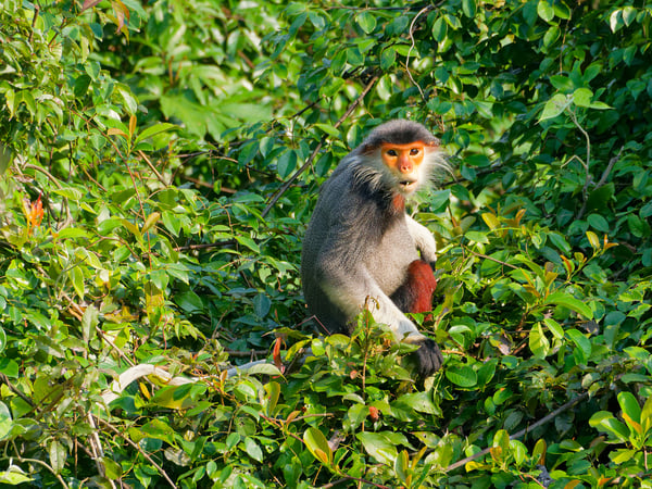 Red-shanked langur perched in a tree, Da Nang, Vietnam