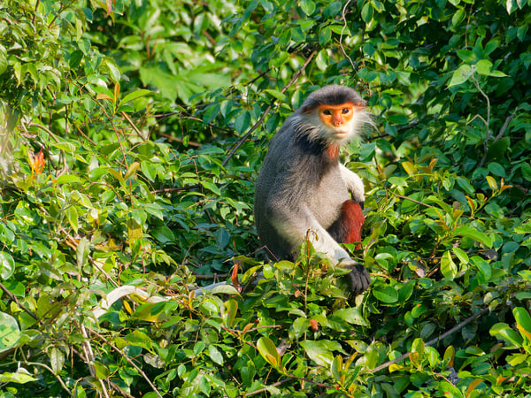 Red-shanked langur perched in a tree, Da Nang, Vietnam