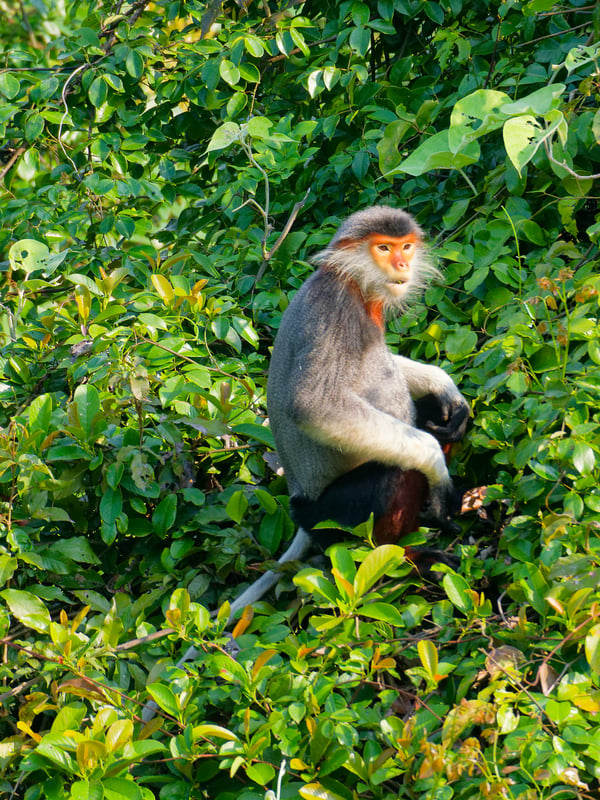 Red-shanked langur perched in a tree, Da Nang, Vietnam