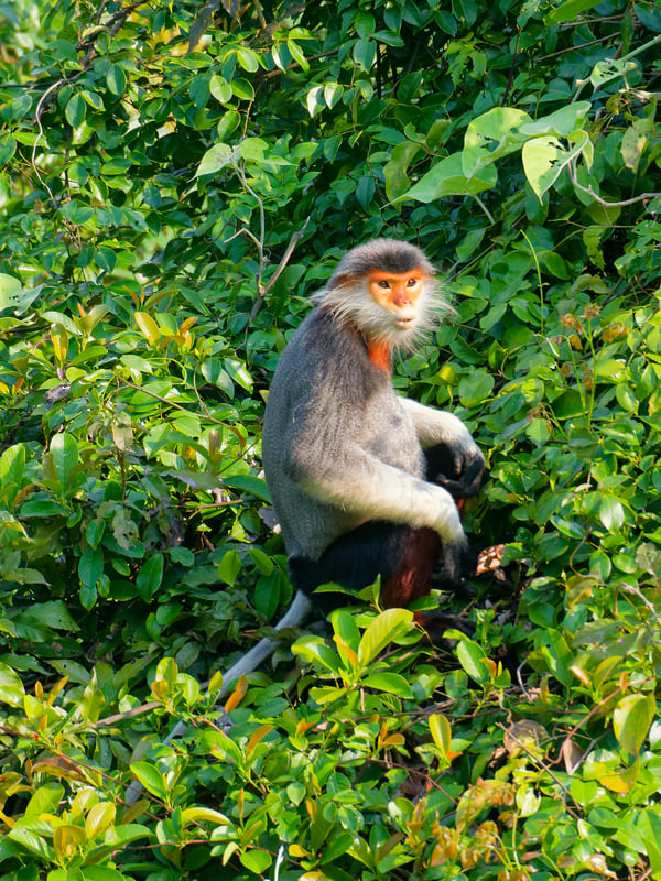 Red-shanked langur perched in a tree, Da Nang, Vietnam