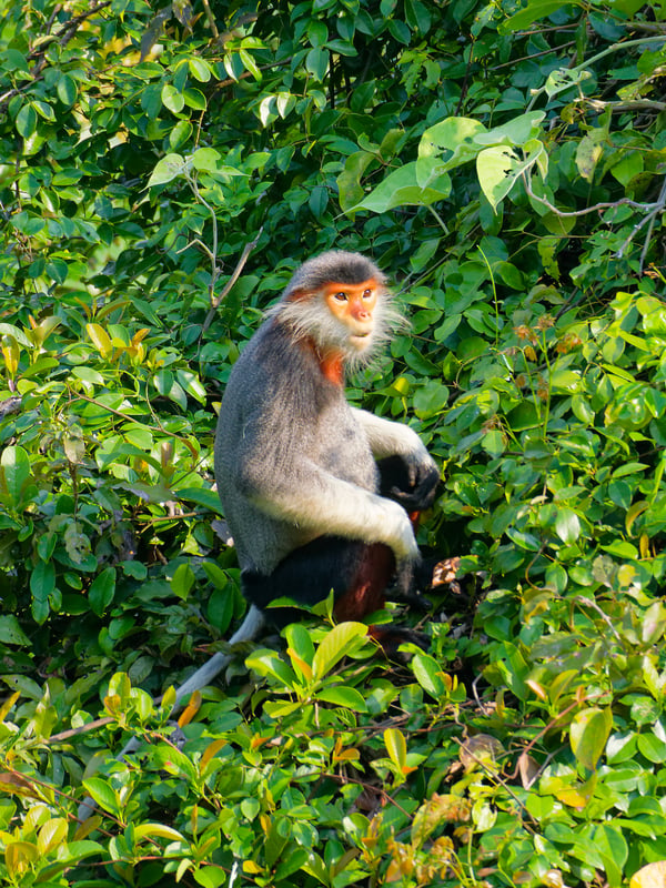 Red-shanked langur perched in a tree, Da Nang, Vietnam