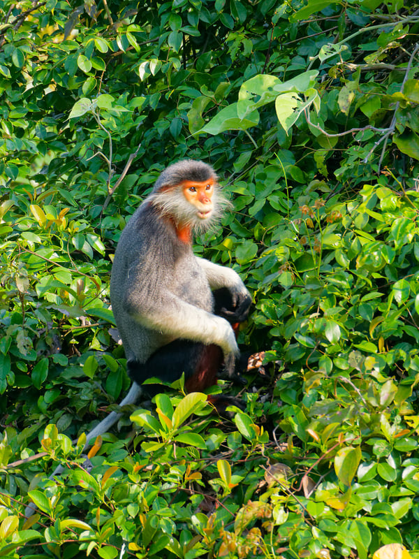 Red-shanked langur perched in a tree, Da Nang, Vietnam