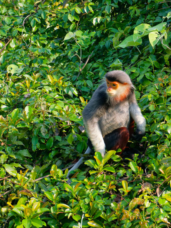 Red-shanked langur perched in a tree, Da Nang, Vietnam