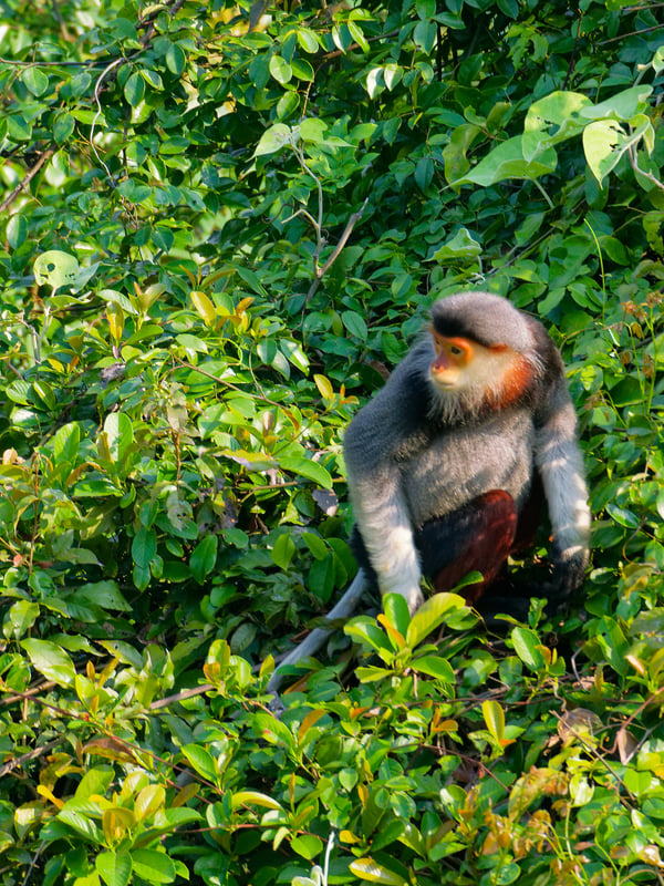Red-shanked langur perched in a tree, Da Nang, Vietnam