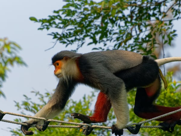 Red-shanked langur crossing a rope bridge while pooping, Da Nang, Vietnam