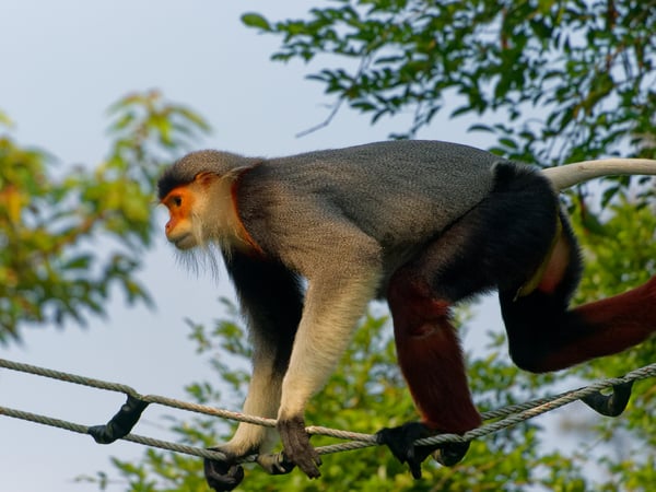 Red-shanked langur crossing a rope bridge while pooping, Da Nang, Vietnam