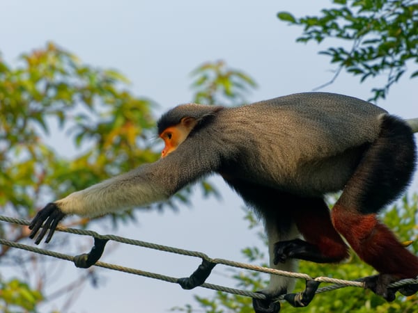 Red-shanked langur crossing a rope bridge, Da Nang, Vietnam