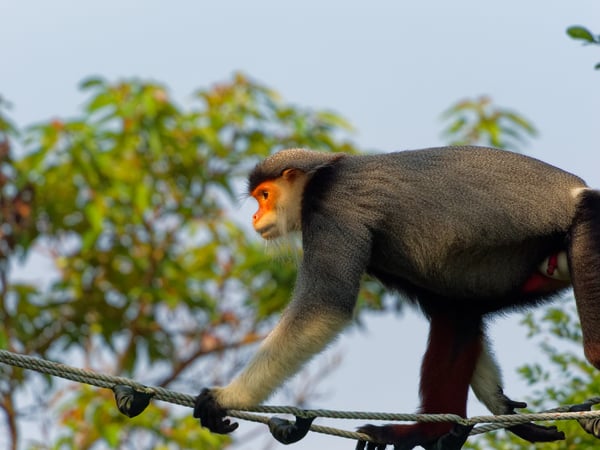 Red-shanked langur crossing a rope bridge, Da Nang, Vietnam