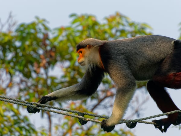 Red-shanked langur crossing a rope bridge, Da Nang, Vietnam