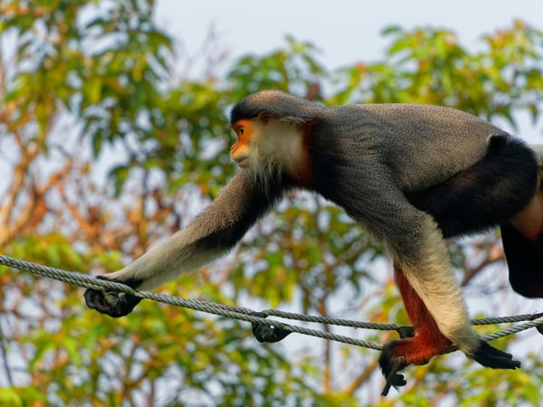 Red-shanked langur crossing a rope bridge, Da Nang, Vietnam