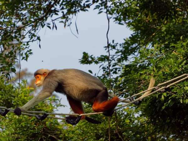 Red-shanked langur crossing a rope bridge, Da Nang, Vietnam